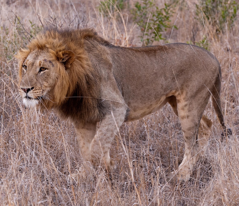 Lion south africa savannah photo