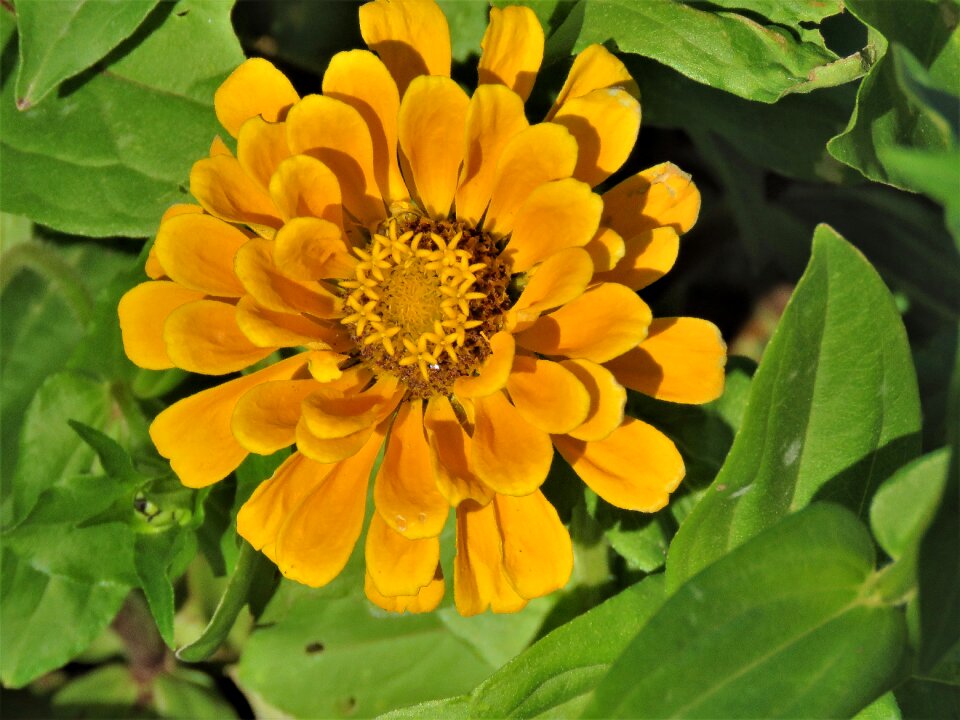 Green garden
