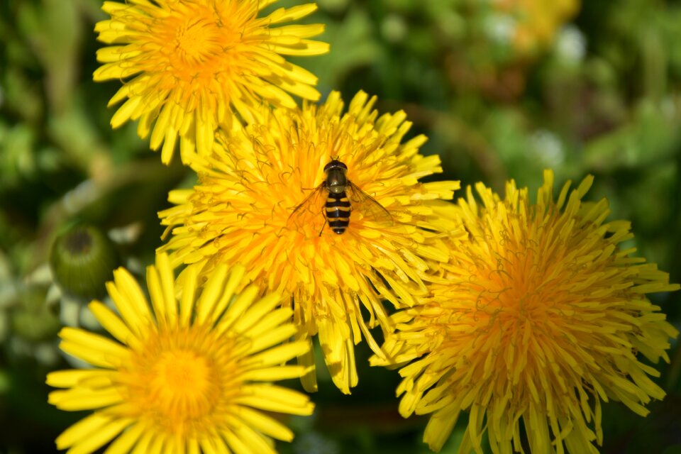 Nature macro summer