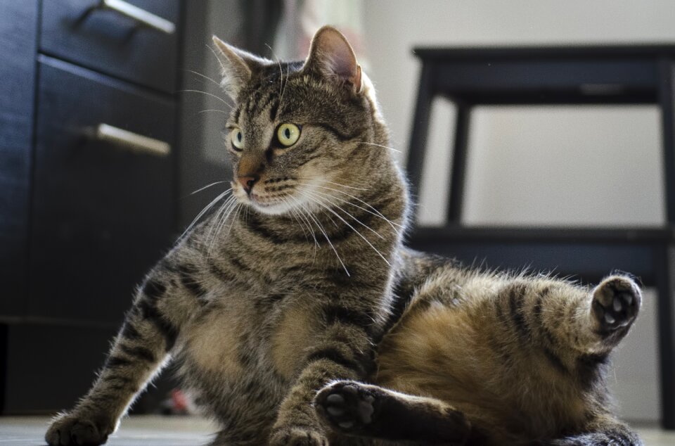 A young kitten gray tabby