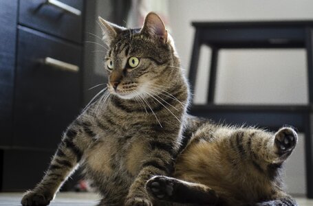 A young kitten gray tabby photo