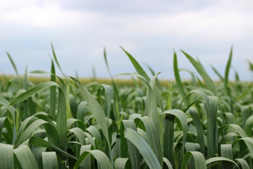 Corn on the cob agriculture cultivation