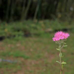 Flowers nature the nature of the