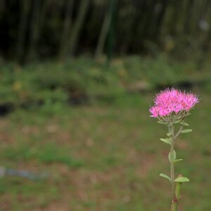 Flowers nature the nature of the photo