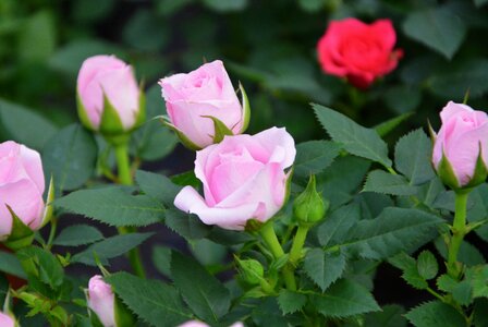 Color pink buttons roses bud