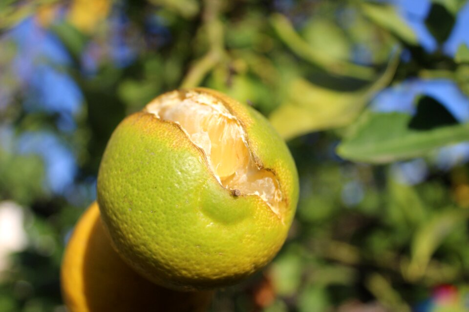 Fruit tree vitamin c food