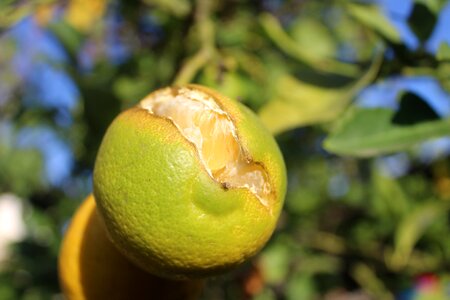 Fruit tree vitamin c food