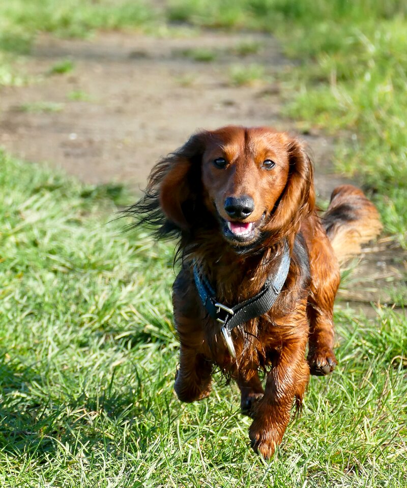 Race play nature