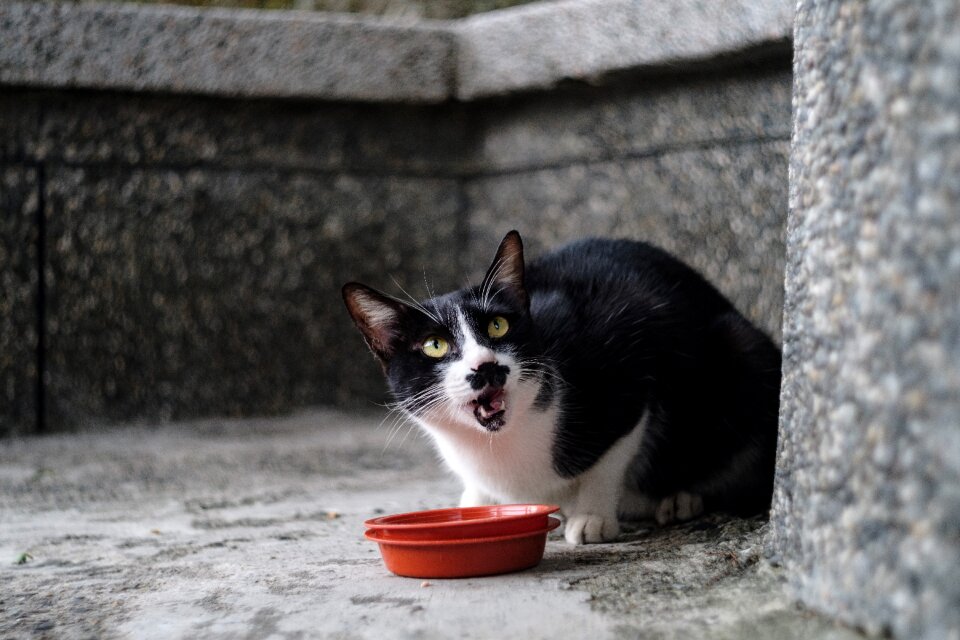 Xinbei monkey cave cat