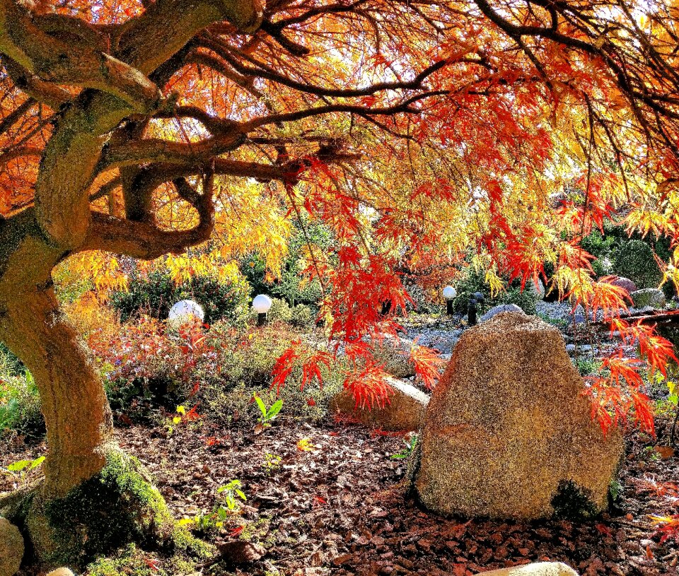 Maple colorful fall color