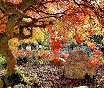 Maple colorful fall color