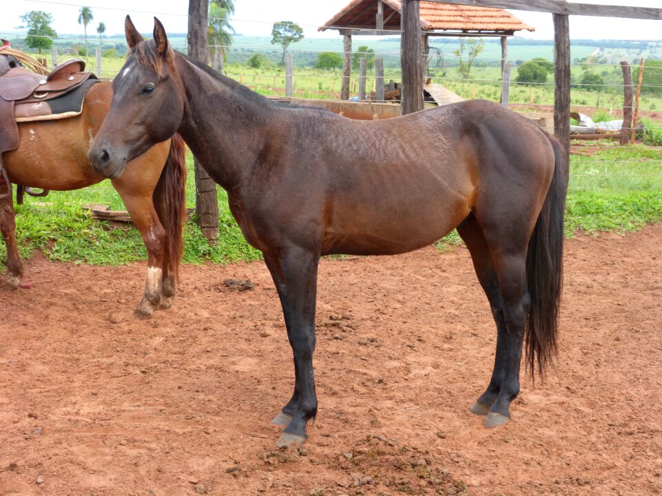 Quarter mile colt animal
