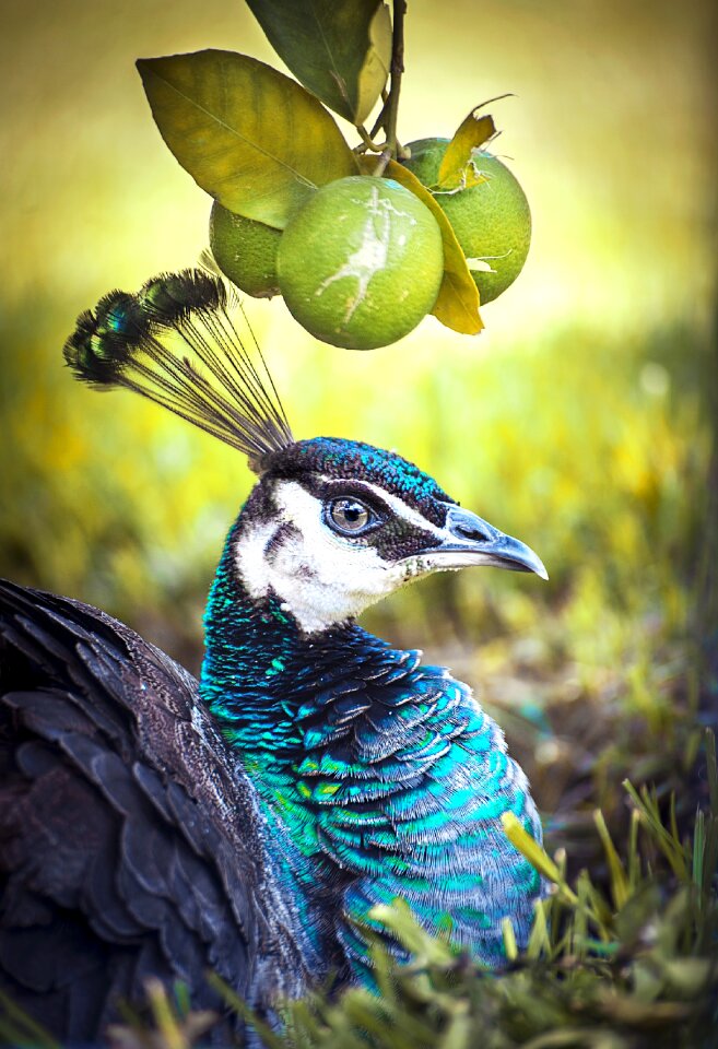 Nature feather color