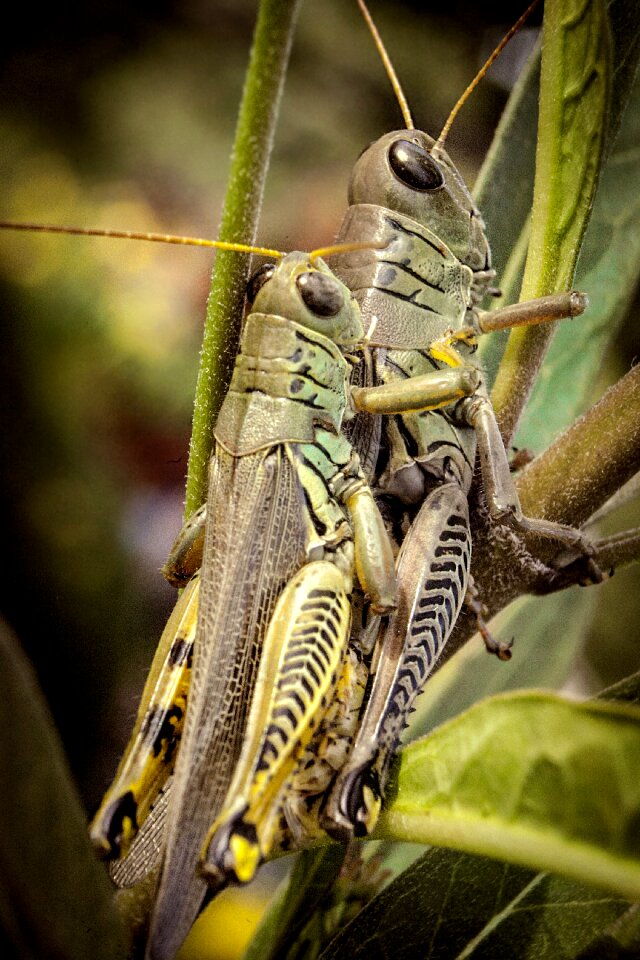 Insect animal green