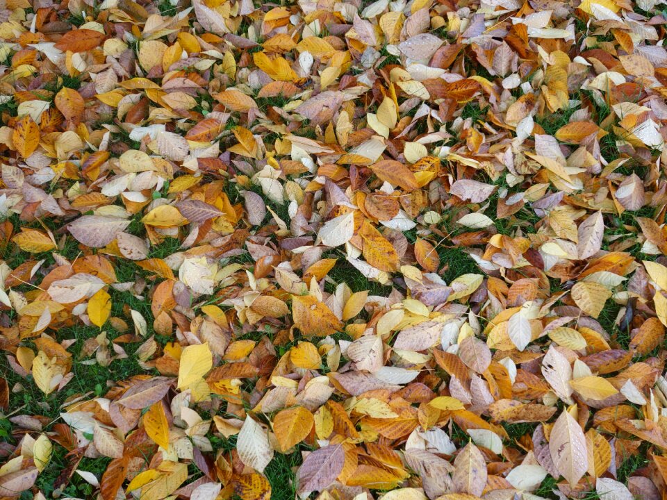 Moist autumn nature