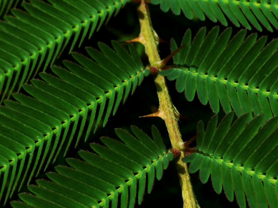 Spiny leaves closeup