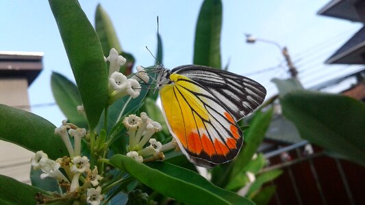 Butterfly flowers colors