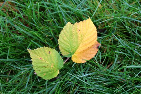 Colors autumn seasons of the year photo