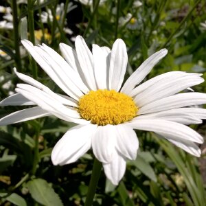 Natural white daisy bright white daisy