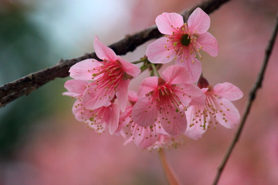 Flower nature bloom