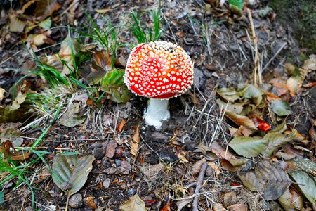 Mushroom red autumn photo