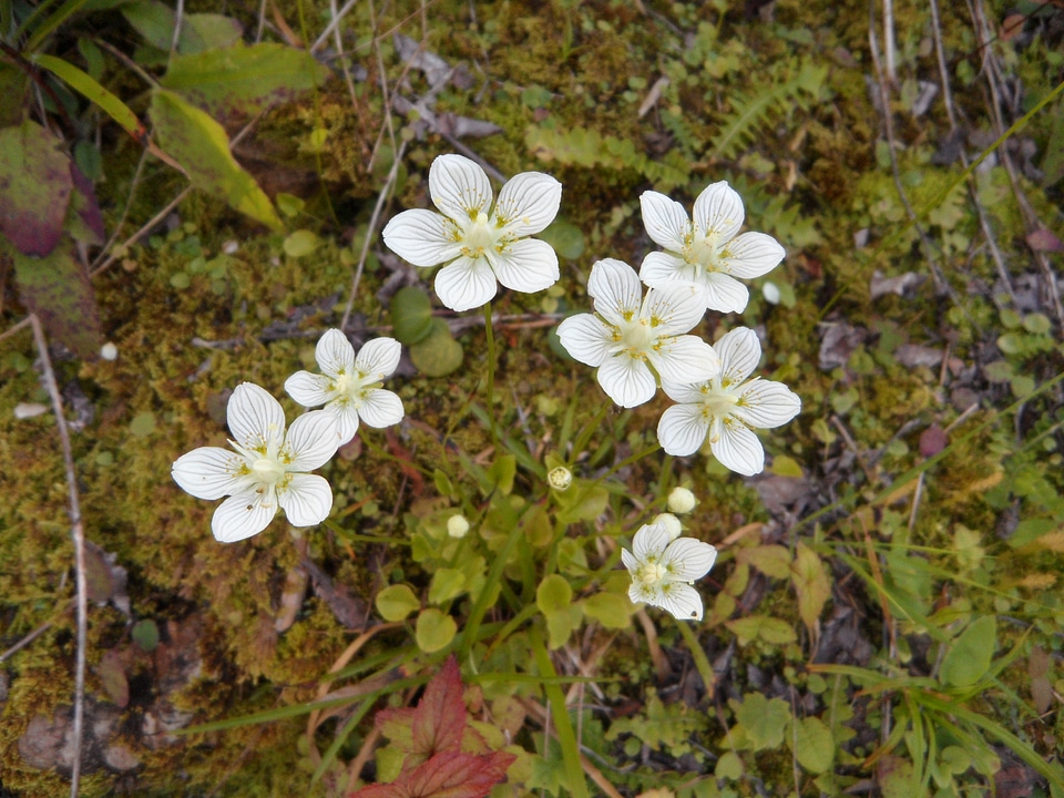 Flowers alpine allgäu
