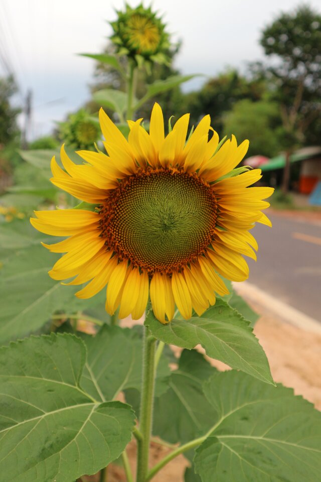 Color summer flower garden