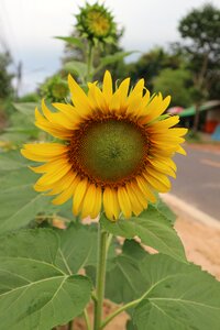 Color summer flower garden