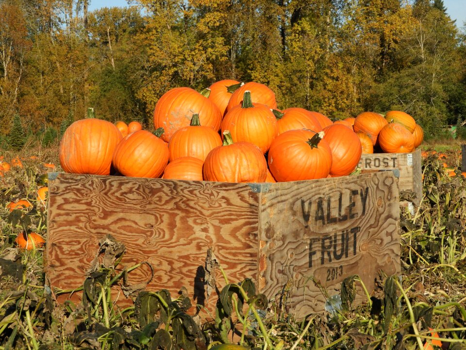Orange harvest autumn