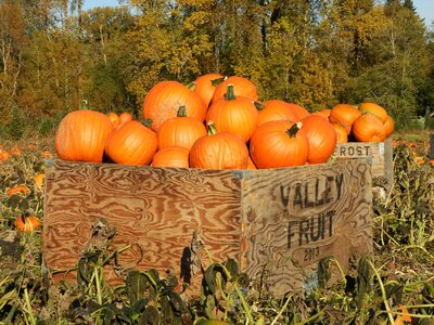 Orange harvest autumn