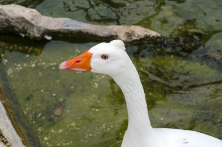 Orange duck mallard