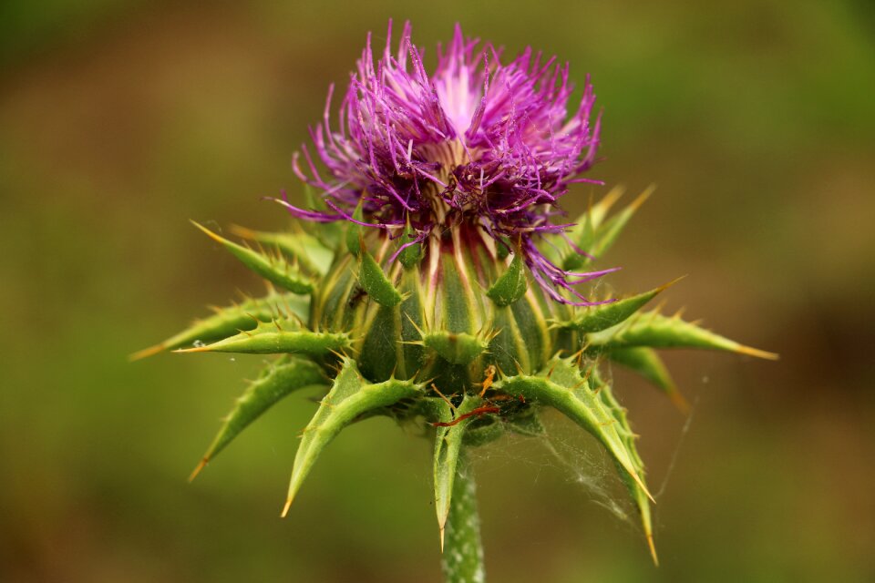 Purple bloom purple thistles photo