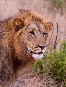 Lion south africa savannah