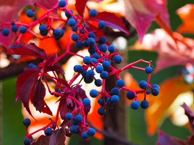 Quinquefolia plant ornamental