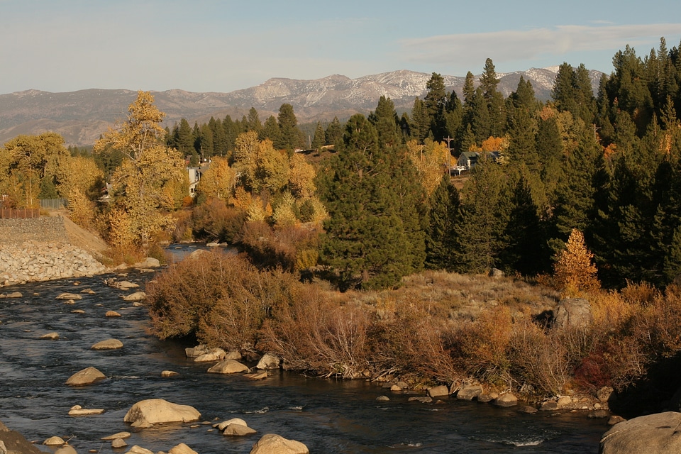 River flowing river pine trees