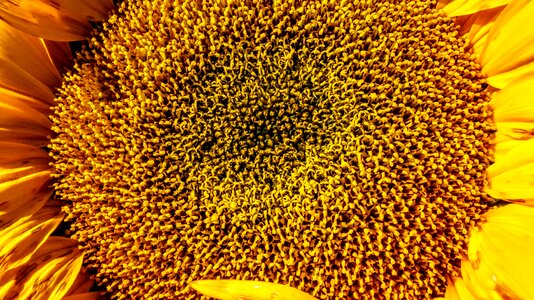 Bloom yellow plant