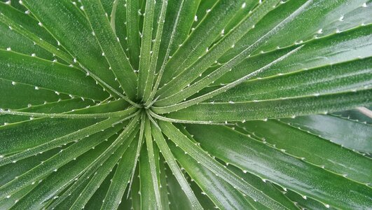 Plant of course green