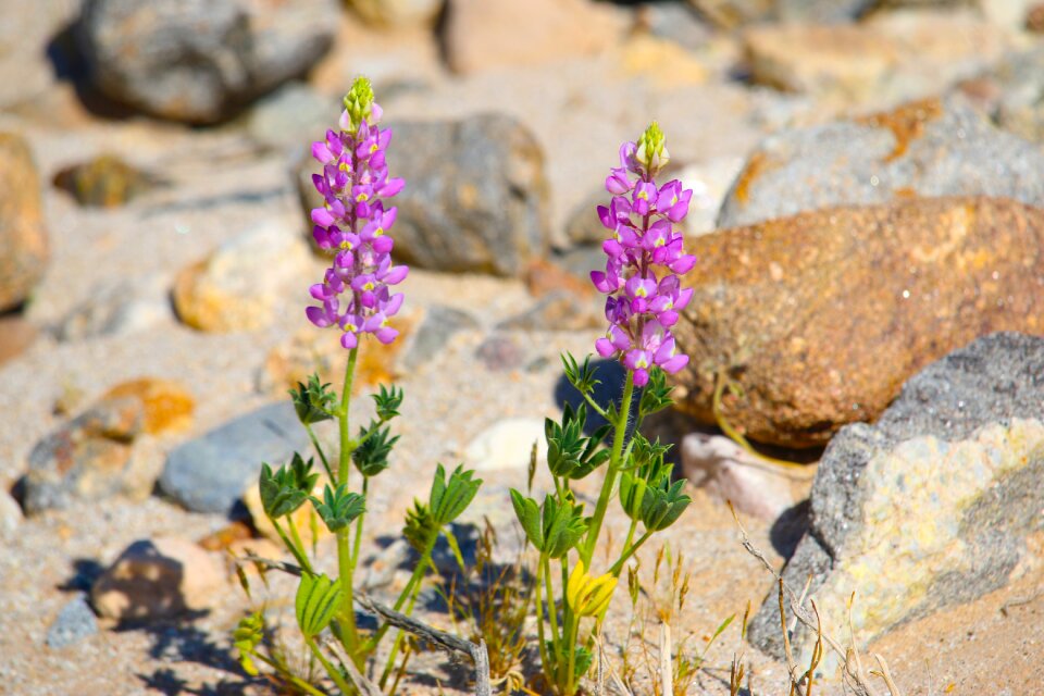 Flowers rocks