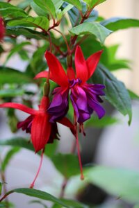 Petal blossom plant