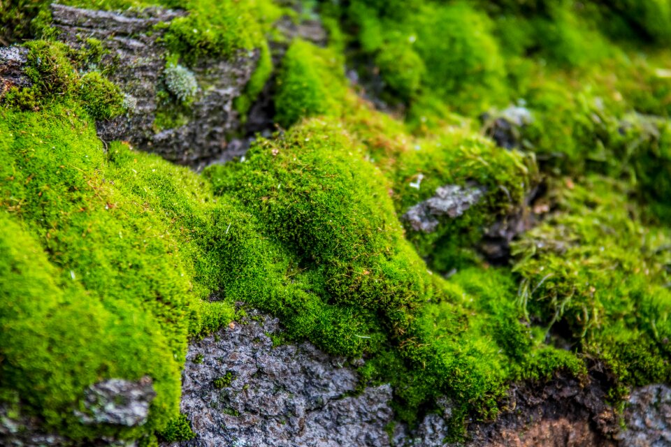 Forest moss forest autumn