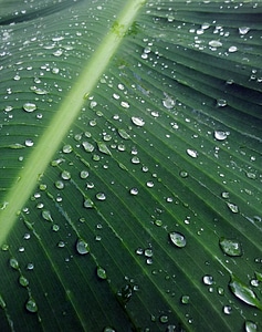 Rain drops plant leaves water