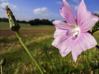 British wild flower hedgerow field margin