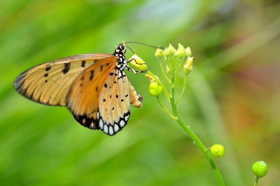 Nature animal insect