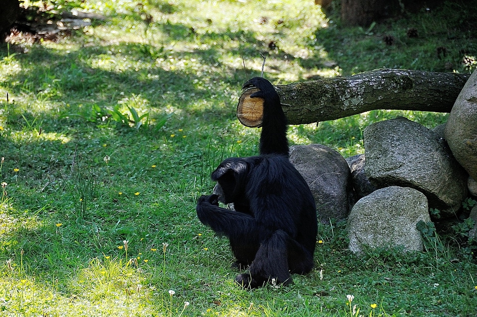 Delouse animal nature
