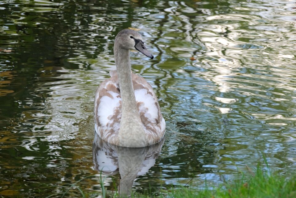 Nature swans a young bird