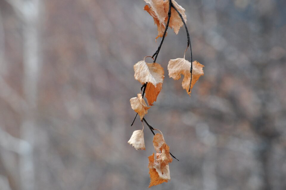 Autumn golden autumn autumn leaf
