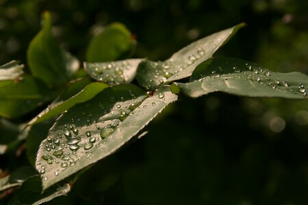Nature rain raindrop photo