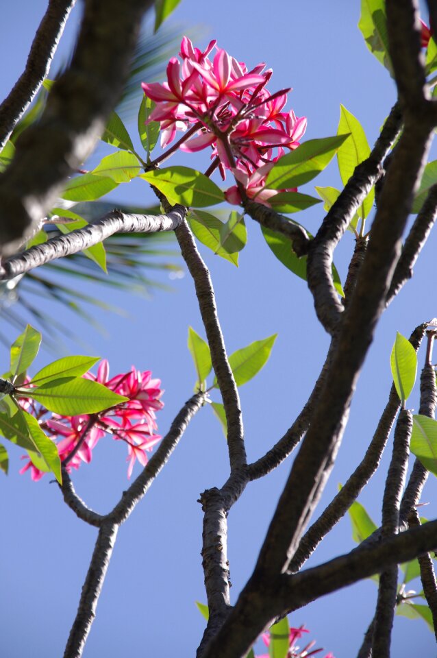 Tropical nature summer