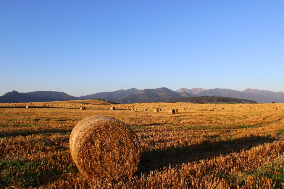 Agriculture slovakia hay