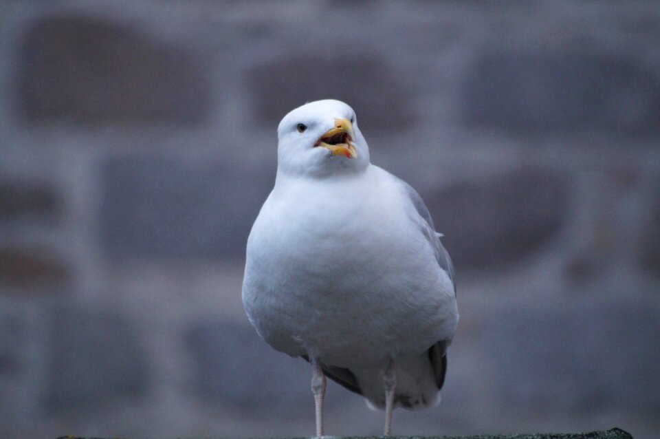 Gull animal
